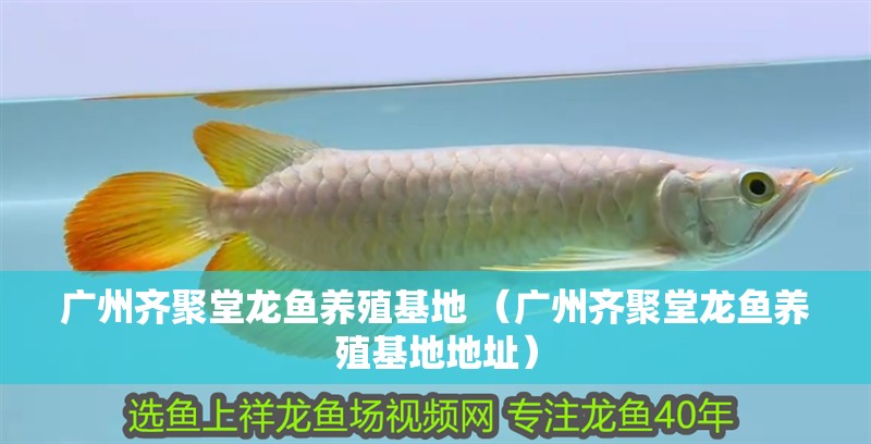 廣州齊聚堂龍魚養殖基地 （廣州齊聚堂龍魚養殖基地地址）
