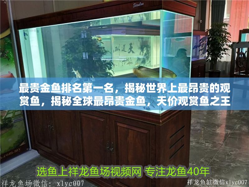 最貴金魚(yú)排名第一名，揭秘世界上最昂貴的觀賞魚(yú)，揭秘全球最昂貴金魚(yú)，天價(jià)觀賞魚(yú)之王