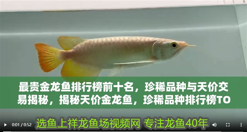 最貴金龍魚排行榜前十名，珍稀品種與天價交易揭秘，揭秘天價金龍魚，珍稀品種排行榜TOP10與驚人交易內幕