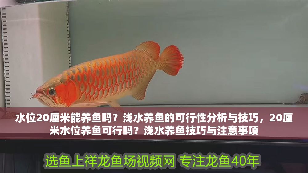 詳細(xì)閱讀:水位20厘米能養(yǎng)魚嗎?淺水養(yǎng)魚的可行性分析與技巧,20厘米水位養(yǎng)魚可行嗎?淺水養(yǎng)魚技巧與注意事項(xiàng) 水位20厘米能養(yǎng)魚嗎?淺水養(yǎng)魚的可行性分析與技巧,20厘米水位養(yǎng)魚可行嗎?淺水養(yǎng)魚技巧與注意事項(xiàng)