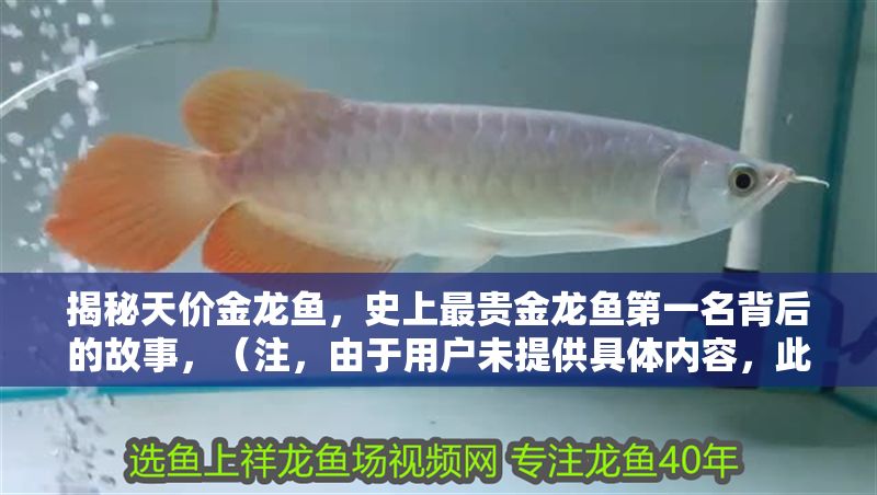 揭秘天價(jià)金龍魚，史上最貴金龍魚第一名背后的故事，（注，由于用戶未提供具體內(nèi)容，此標(biāo)題是基于天價(jià)金龍魚這一關(guān)鍵詞的合理推測創(chuàng)作。若需精準(zhǔn)標(biāo)題，請補(bǔ)充相關(guān)內(nèi)容細(xì)節(jié)。）