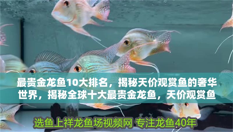 最貴金龍魚10大排名，揭秘天價觀賞魚的奢華世界，揭秘全球十大最貴金龍魚，天價觀賞魚的奢華排行榜