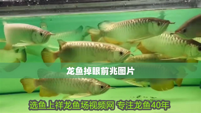 龍魚(yú)掉眼前兆圖片