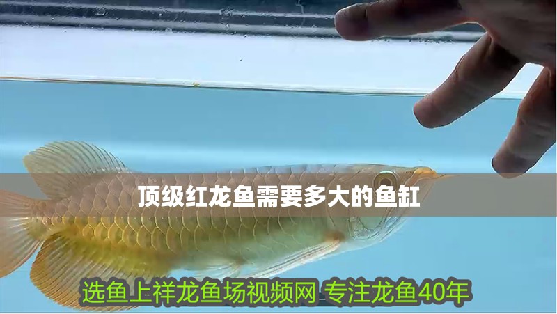 頂級紅龍魚需要多大的魚缸 頂級紅龍魚需要多大的魚缸 龍魚論壇