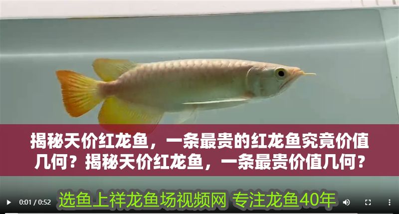 揭秘天價紅龍魚，一條最貴的紅龍魚究竟價值幾何？揭秘天價紅龍魚，一條最貴價值幾何？