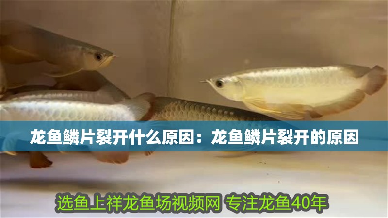龍魚鱗片裂開什么原因：龍魚鱗片裂開的原因