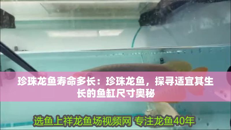 珍珠龍魚壽命多長：珍珠龍魚，探尋適宜其生長的魚缸尺寸奧秘