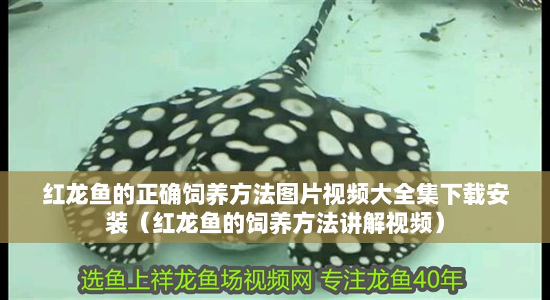 紅龍魚的正確飼養(yǎng)方法圖片視頻大全集下載安裝（紅龍魚的飼養(yǎng)方法講解視頻）