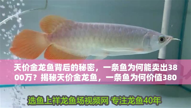 天價(jià)金龍魚(yú)背后的秘密，一條魚(yú)為何能賣(mài)出3800萬(wàn)？揭秘天價(jià)金龍魚(yú)，一條魚(yú)為何價(jià)值3800萬(wàn)？
