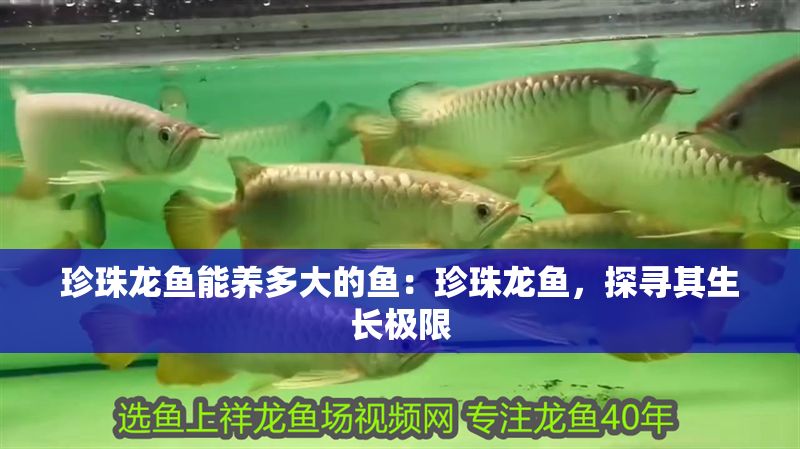 珍珠龍魚能養多大的魚：珍珠龍魚，探尋其生長極限