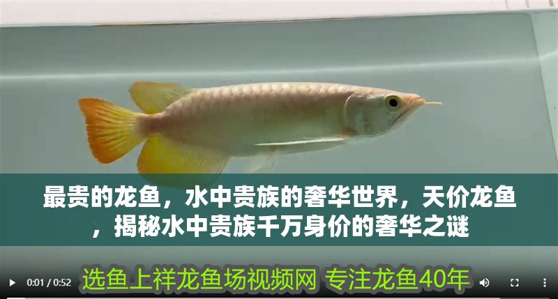 最貴的龍魚，水中貴族的奢華世界，天價(jià)龍魚，揭秘水中貴族千萬(wàn)身價(jià)的奢華之謎