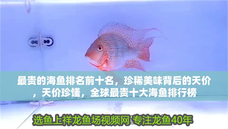 最貴的海魚排名前十名，珍稀美味背后的天價(jià)，天價(jià)珍饈，全球最貴十大海魚排行榜