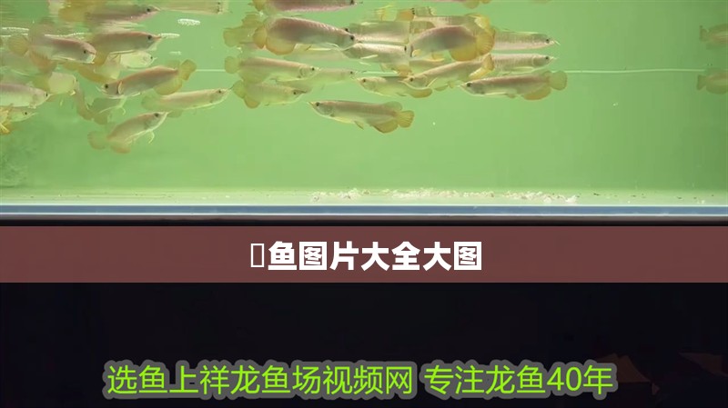 魟魚圖片大全大圖