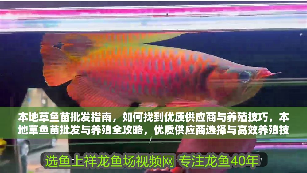 本地草魚苗批發指南，如何找到優質供應商與養殖技巧，本地草魚苗批發與養殖全攻略，優質供應商選擇與高效養殖技巧 本地草魚苗批發指南，如何找到優質供應商與養殖技巧，本地草魚苗批發與養殖全攻略，優質供應商選擇與高效養殖技巧 龍魚百科 第1張