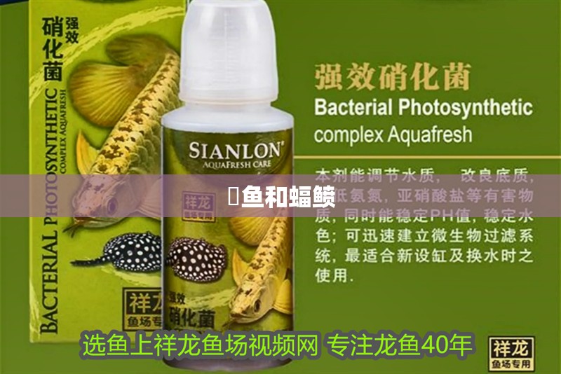 魟魚和蝠鲼 魟魚和蝠鲼 龍魚論壇