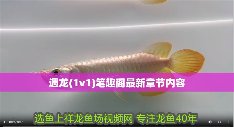 遇龍(1v1)筆趣閣最新章節內容