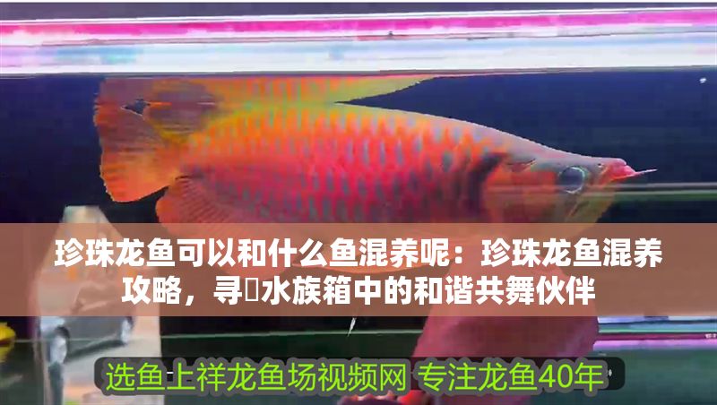 珍珠龍魚可以和什么魚混養(yǎng)呢：珍珠龍魚混養(yǎng)攻略，尋覓水族箱中的和諧共舞伙伴