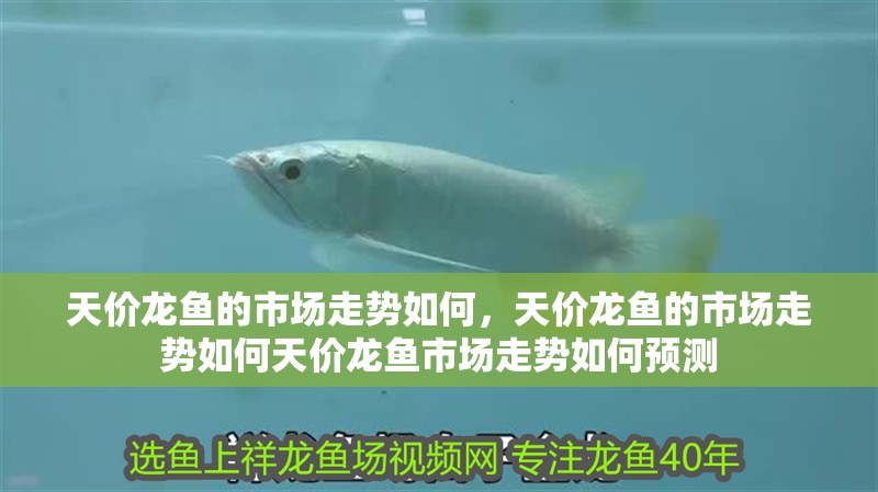 魚缸用增氧泵價格是多少:魚缸增氧機-xtrac增氧機-xtrac增氧機 天價龍魚的市場走勢如何,天價龍魚的市場走勢如何天價龍魚市場走勢如何預測 龍魚百科 天價龍魚的市場走勢如何,天價龍魚的市場走勢如何天價龍魚市場走勢如何預測 天價龍魚的市場走勢如何,天價龍魚的市場走勢如何天價龍魚市場走勢如何預測 龍魚百科