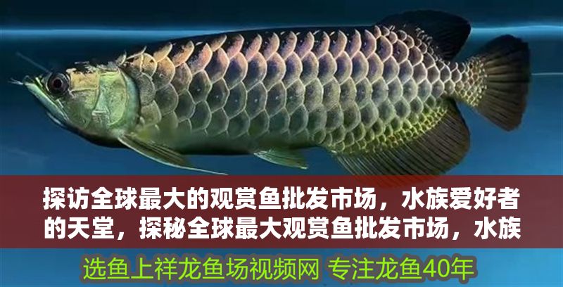 探訪全球最大的觀賞魚批發市場，水族愛好者的天堂，探秘全球最大觀賞魚批發市場，水族愛好者的終極天堂 探訪全球最大的觀賞魚批發市場，水族愛好者的天堂，探秘全球最大觀賞魚批發市場，水族愛好者的終極天堂 龍魚百科 第1張
