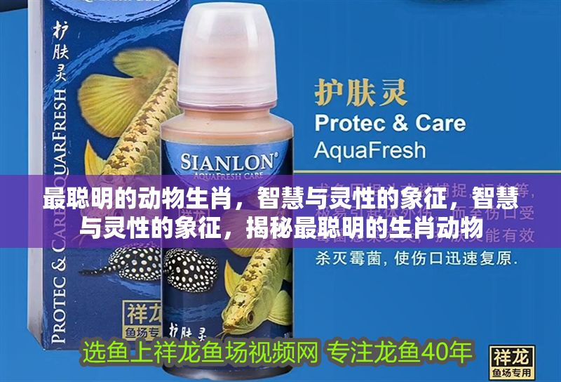 最聰明的動(dòng)物生肖，智慧與靈性的象征，智慧與靈性的象征，揭秘最聰明的生肖動(dòng)物