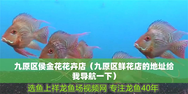 九原區侯金花花卉店（九原區鮮花店的地址給我導航一下）
