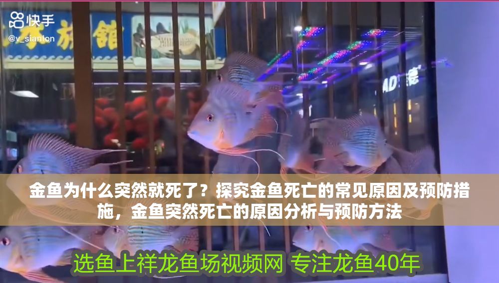 金魚為什么突然就死了？探究金魚死亡的常見原因及預防措施，金魚突然死亡的原因分析與預防方法
