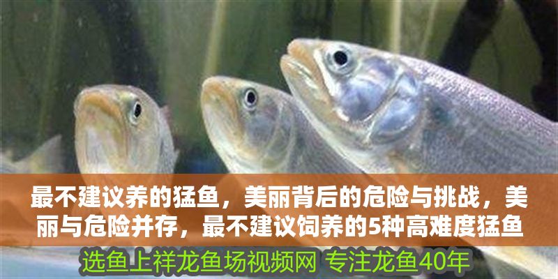 最不建議養(yǎng)的猛魚，美麗背后的危險(xiǎn)與挑戰(zhàn)，美麗與危險(xiǎn)并存，最不建議飼養(yǎng)的5種高難度猛魚 最不建議養(yǎng)的猛魚，美麗背后的危險(xiǎn)與挑戰(zhàn)，美麗與危險(xiǎn)并存，最不建議飼養(yǎng)的5種高難度猛魚 龍魚百科 第1張