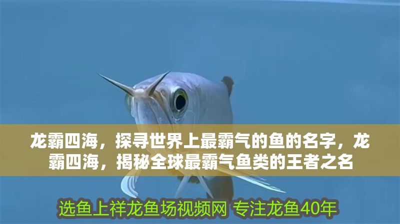 龍霸四海，探尋世界上最霸氣的魚的名字，龍霸四海，揭秘全球最霸氣魚類的王者之名