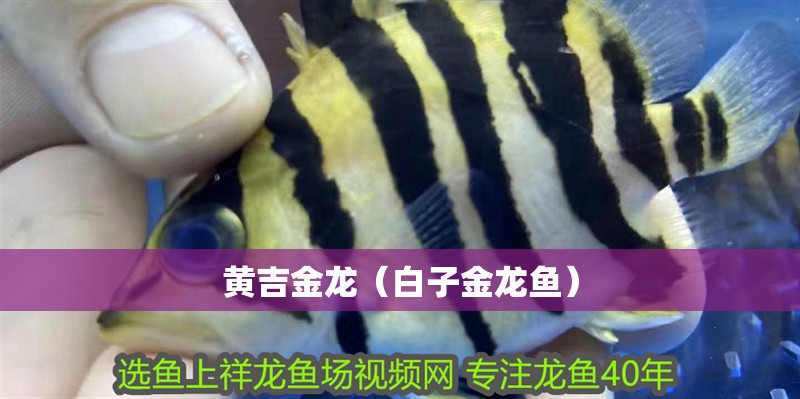 黃吉金龍（白子金龍魚）