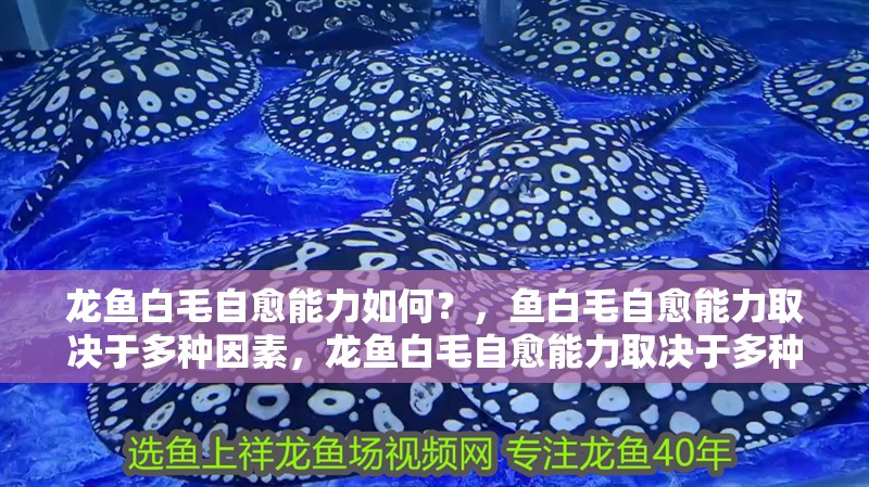 龍魚白毛自愈能力如何？，魚白毛自愈能力取決于多種因素，龍魚白毛自愈能力取決于多種因素 龍魚白毛自愈能力如何？，魚白毛自愈能力取決于多種因素，龍魚白毛自愈能力取決于多種因素 龍魚百科