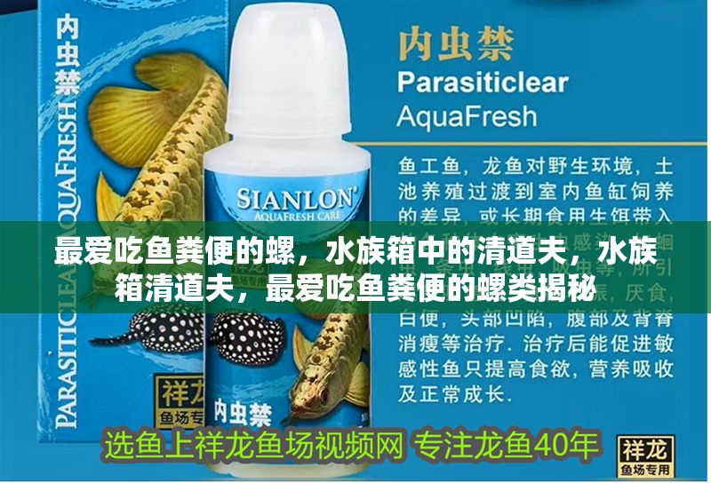 最愛吃魚糞便的螺，水族箱中的清道夫，水族箱清道夫，最愛吃魚糞便的螺類揭秘