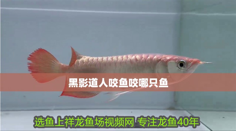 黑影道人咬魚咬哪只魚 黑影道人咬魚咬哪只魚 龍魚論壇