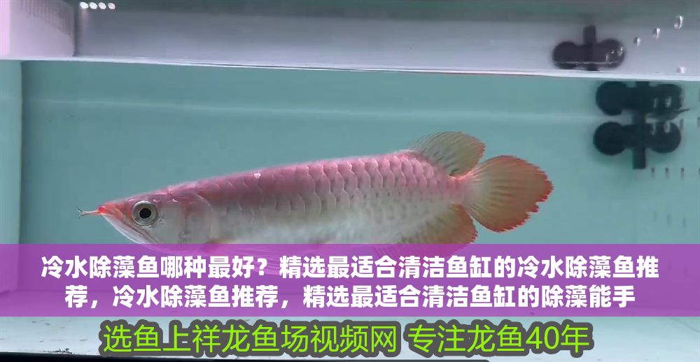 冷水除藻魚哪種最好？精選最適合清潔魚缸的冷水除藻魚推薦，冷水除藻魚推薦，精選最適合清潔魚缸的除藻能手