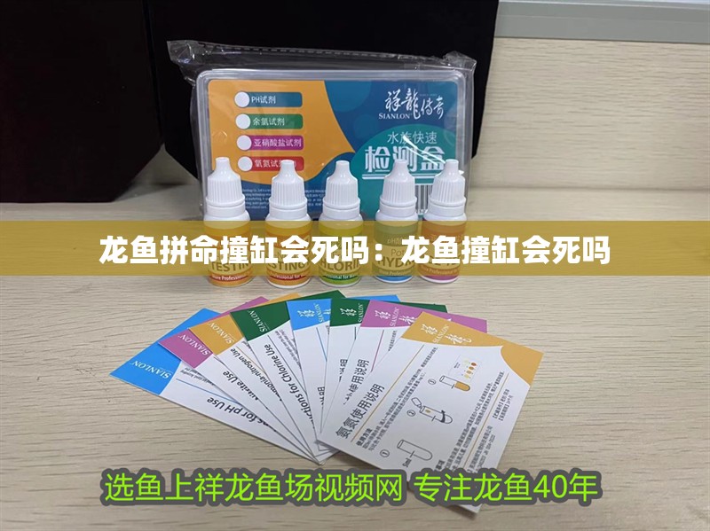 龍魚拼命撞缸會死嗎：龍魚撞缸會死嗎