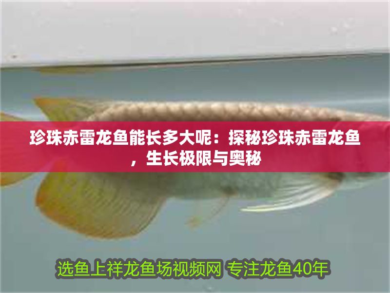 珍珠赤雷龍魚能長多大呢：探秘珍珠赤雷龍魚，生長極限與奧秘