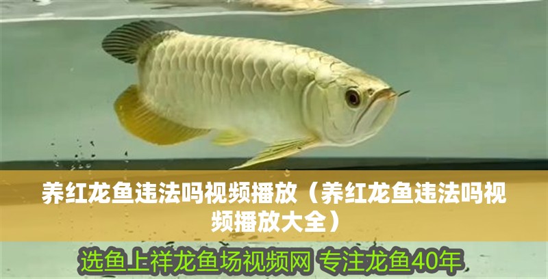 養(yǎng)紅龍魚(yú)違法嗎視頻播放（養(yǎng)紅龍魚(yú)違法嗎視頻播放大全）