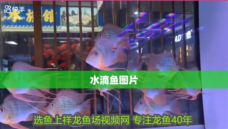 水滴魚(yú)圖片