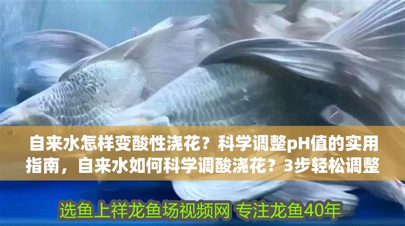 自來水怎樣變酸性澆花？科學(xué)調(diào)整pH值的實(shí)用指南，自來水如何科學(xué)調(diào)酸澆花？3步輕松調(diào)整pH值