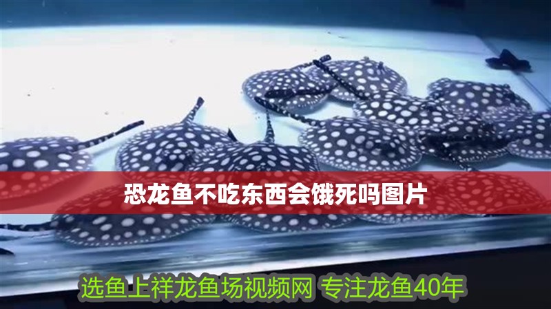恐龍魚不吃東西會餓死嗎圖片
