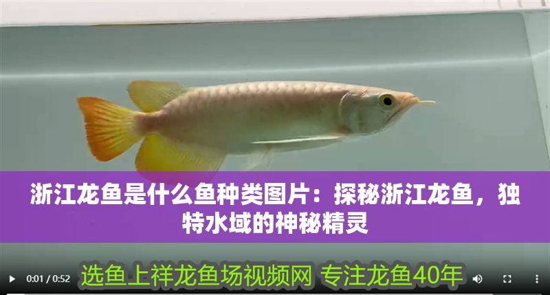 浙江龍魚是什么魚種類圖片：探秘浙江龍魚，獨(dú)特水域的神秘精靈