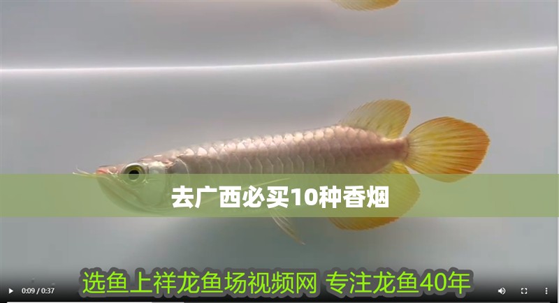 去廣西必買10種香煙 去廣西必買10種香煙 龍魚論壇