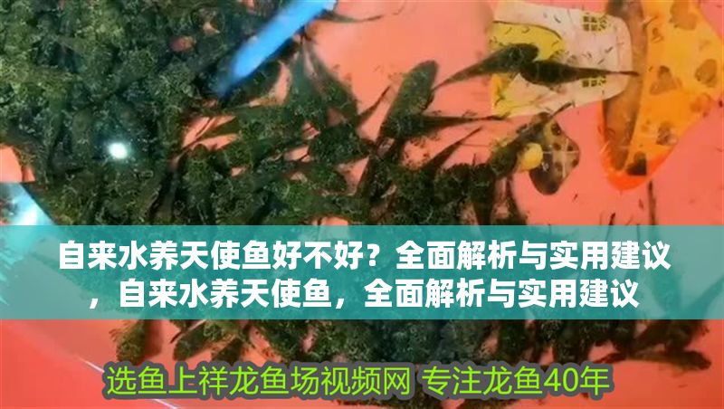 自來水養(yǎng)天使魚好不好？全面解析與實(shí)用建議，自來水養(yǎng)天使魚，全面解析與實(shí)用建議