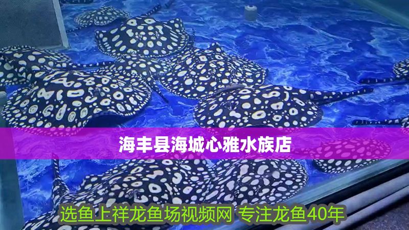 海豐縣海城心雅水族店 海豐縣海城心雅水族店 全國水族館企業名錄 第1張