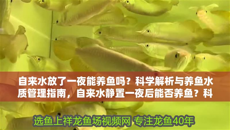 自來水放了一夜能養(yǎng)魚嗎？科學解析與養(yǎng)魚水質(zhì)管理指南，自來水靜置一夜后能否養(yǎng)魚？科學解析與水質(zhì)管理全指南