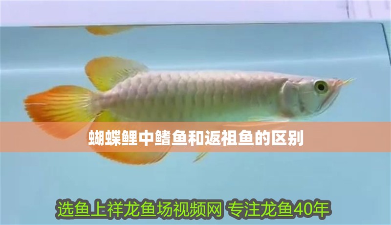 蝴蝶鯉中鰭魚和返祖魚的區別