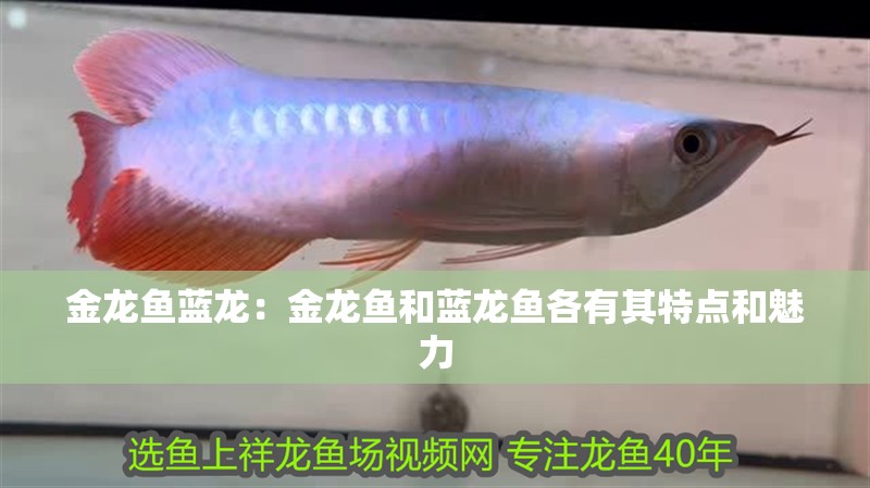 金龍魚(yú)藍(lán)龍：金龍魚(yú)和藍(lán)龍魚(yú)各有其特點(diǎn)和魅力 金龍魚(yú)藍(lán)龍：金龍魚(yú)和藍(lán)龍魚(yú)各有其特點(diǎn)和魅力 龍魚(yú)百科