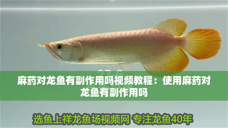 麻藥對龍魚有副作用嗎視頻教程：使用麻藥對龍魚有副作用嗎