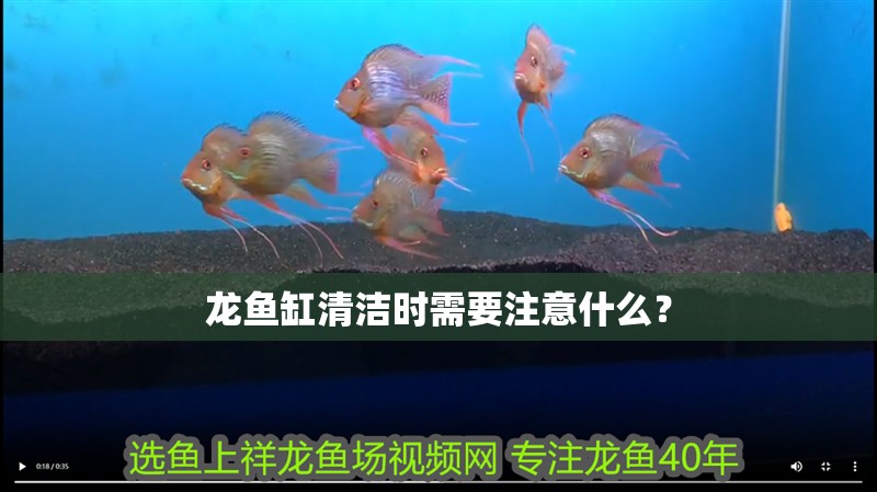 龍魚缸清潔時需要注意什么？