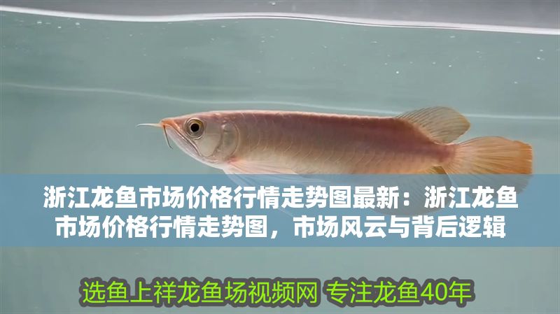 浙江龍魚市場價格行情走勢圖最新：浙江龍魚市場價格行情走勢圖，市場風云與背后邏輯