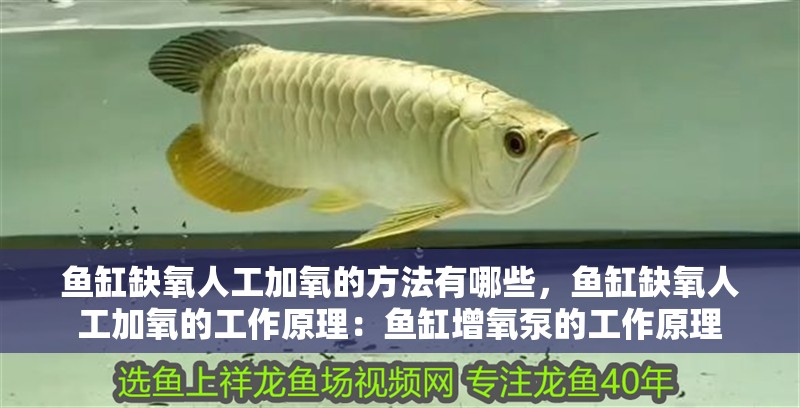 魚缸缺氧人工加氧的方法有哪些，魚缸缺氧人工加氧的工作原理：魚缸增氧泵的工作原理